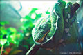 Green Snake