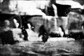 Penguins through Glass