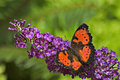 Lacewing