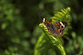 Buckeye on Frond