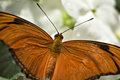 Julia Spreading its Wings