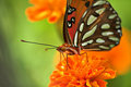 Butterfly on Marigold