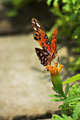 Butterfly on Bud