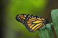 Monarch on Blade