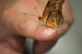 Julia on Finger Closeup