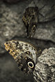 Morpho on Rock