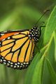 Monarch on Leaf