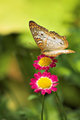 Butterfly on Pink Flower