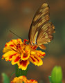 Julia on Marigold
