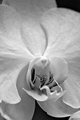 Black and White Orchid