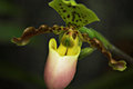 Pitcher Plant