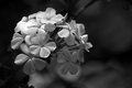 Soft Flowers