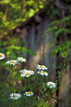 Shack and Daisies