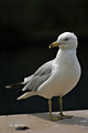 The Seagull Eye