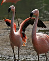 Flamingos