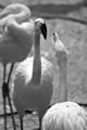 Black and White Flamingos
