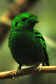 Green Bird