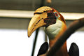 Hornbill