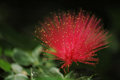 Fiber-Optic Flower