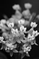 Little Flowers
