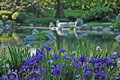 Osaka Garden Irises