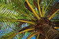 Under Palm
