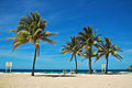 Palm Trees