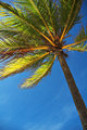 Single Palm