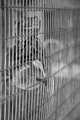 Caged