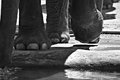 Elephant Feet