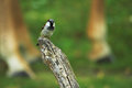 Bird Before Giraffe