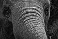 Elephany Eyes