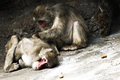 Apes