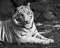White Tiger