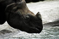 Rhinoceros