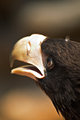 Eagle 1