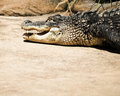 Gator
