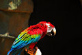 Macaw