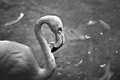 Flamingo S