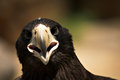 Eagle 3