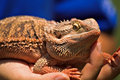 Bearded Dragon
