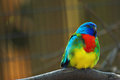 Lorikeet