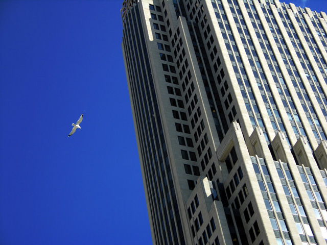 Seagull