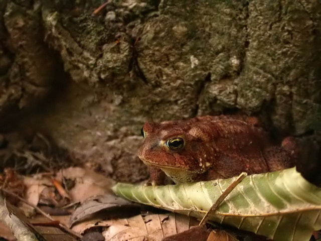 Toad