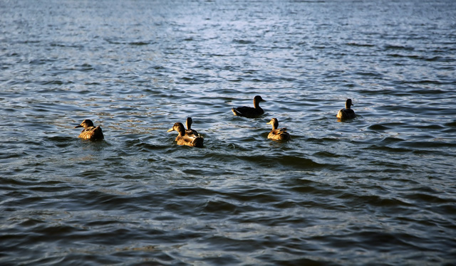 Ducks on the Ohio