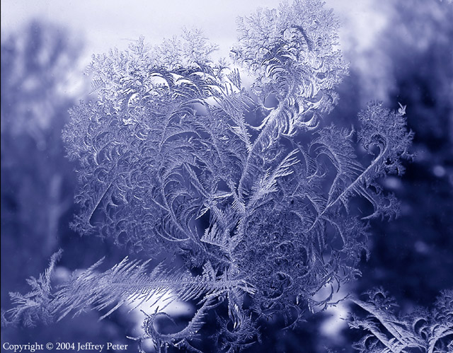 Elegant Frost