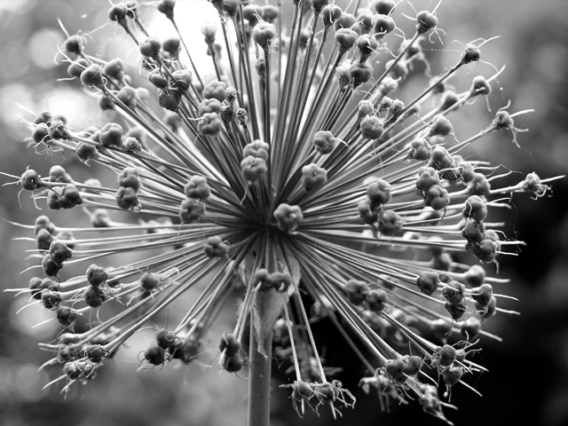 Allium