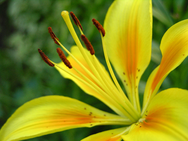 Lily