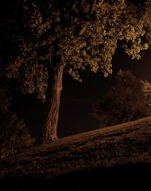 Tree at Night