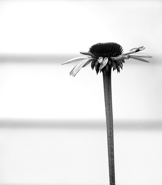 Simple Flower